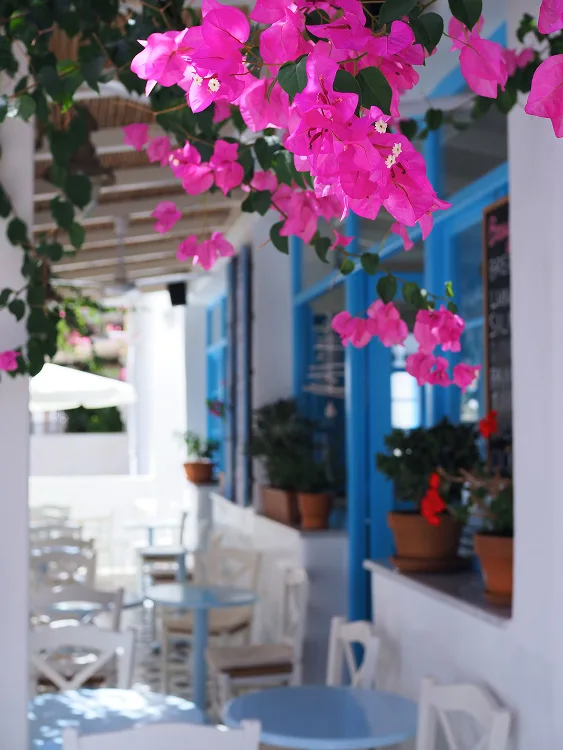 Bougainvillea balcony